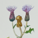distel