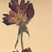 bloem