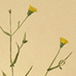 bloem