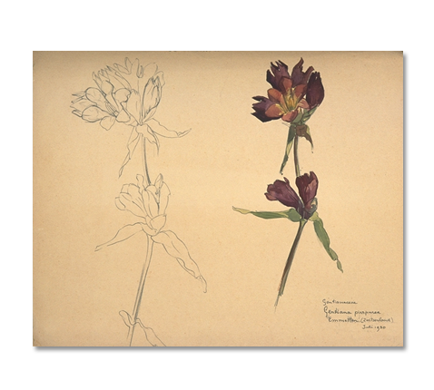Bloem: Han van Dam