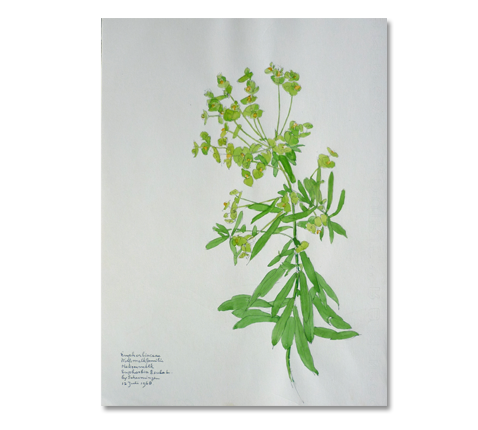 plantenschets