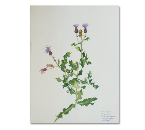 distel