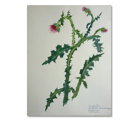 distel