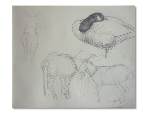Dieren studie